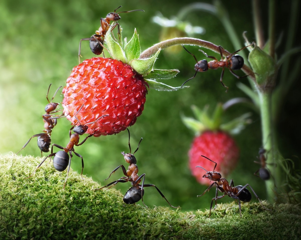 Ants Stealing Fruit