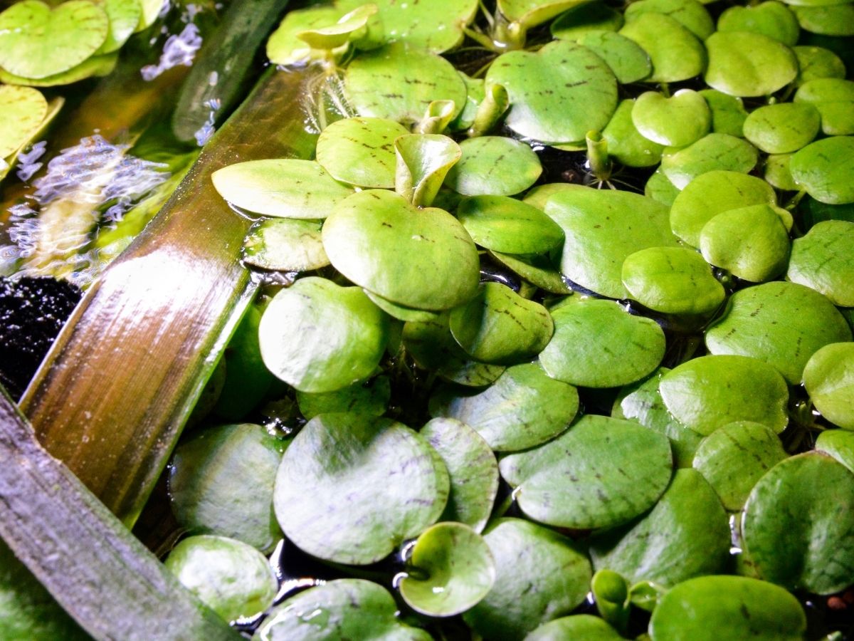 Plants growing in an aquarium