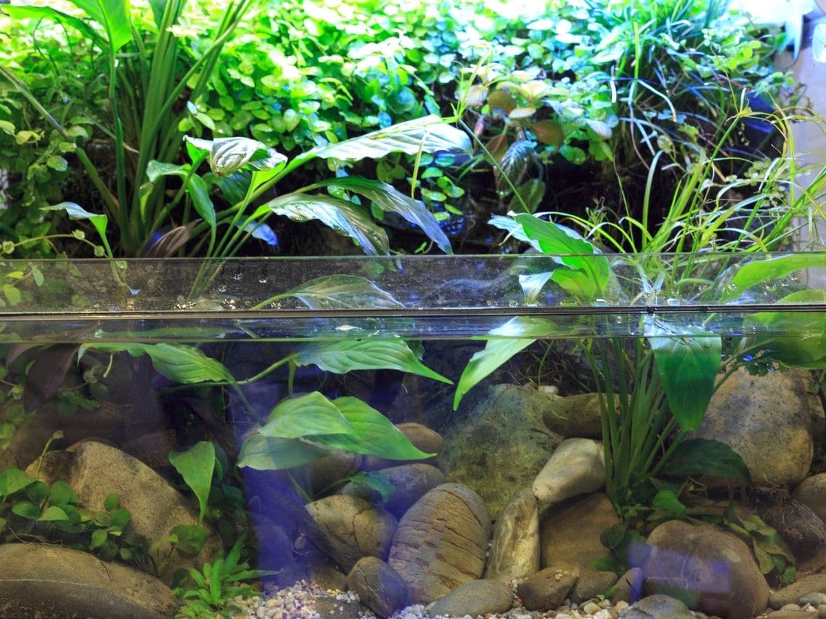 An aquarium full of plants