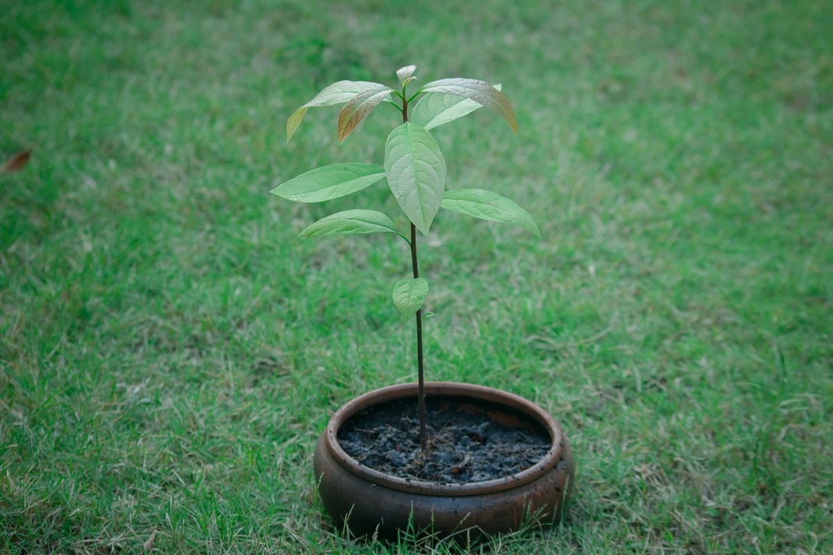 Avocado tree in a container outside