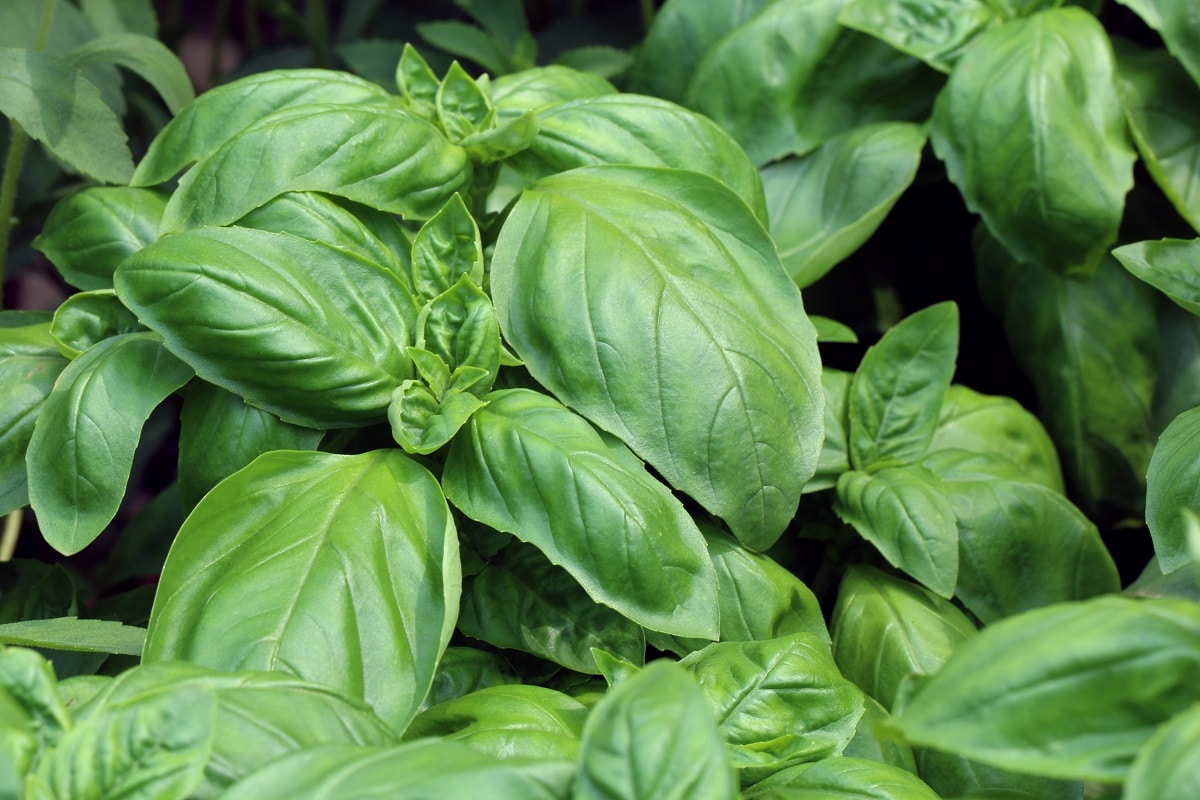 Basil plants, one of the best plants to grow in a VegTrug