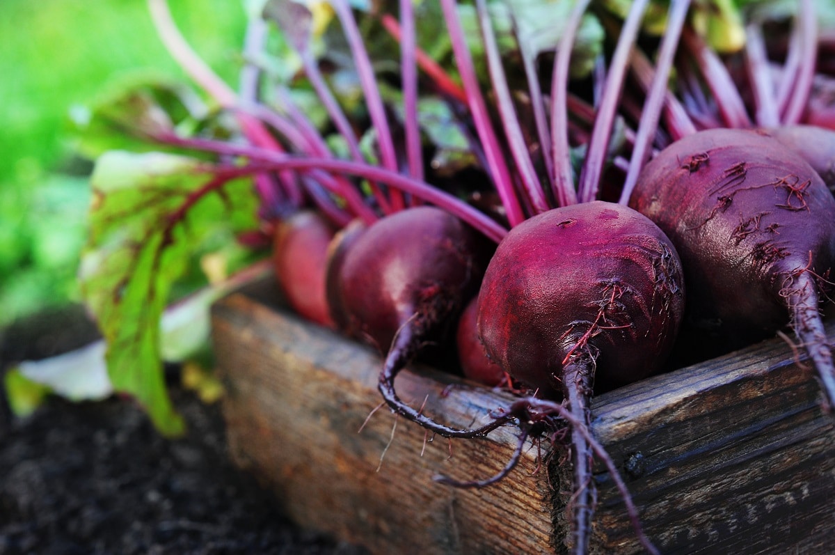 Picked Beets