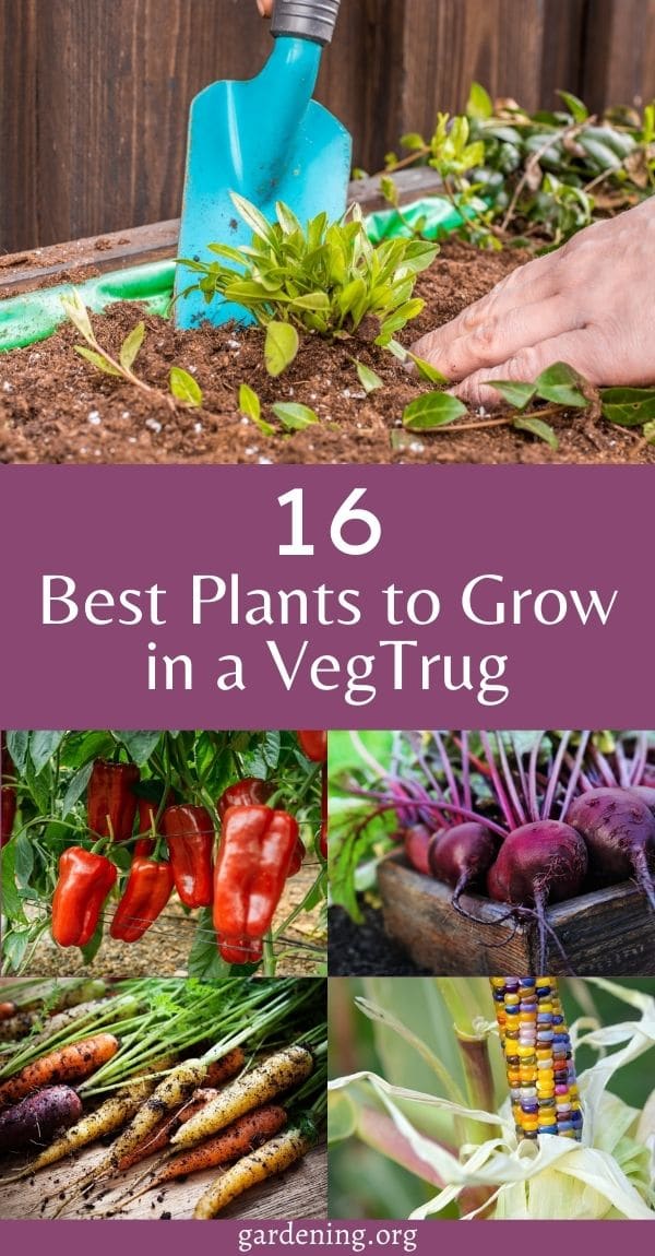 16 Best Plants to Grow in a VegTrug for Maximum Yield Gardening