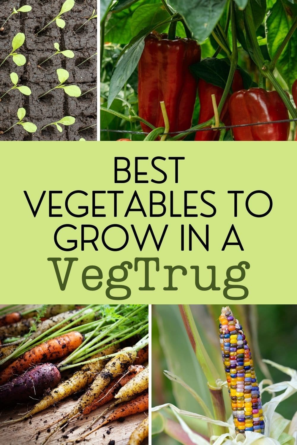 16 Best Plants to Grow in a VegTrug for Maximum Yield Gardening