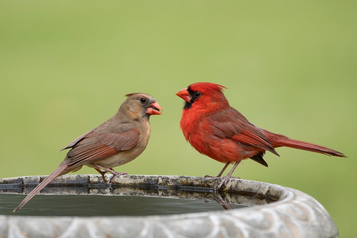 Bird bath time