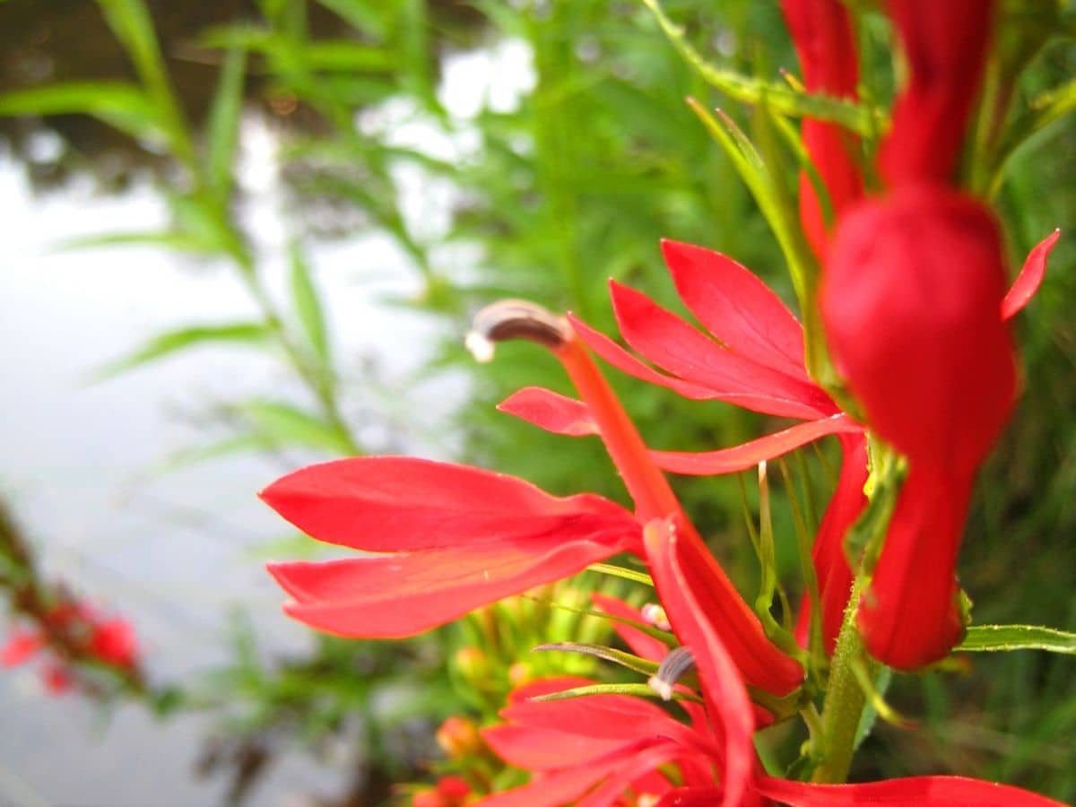 Cardinal Flower near water