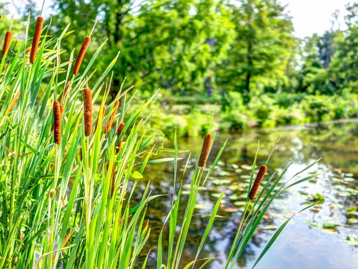 Cattails growing in a pond