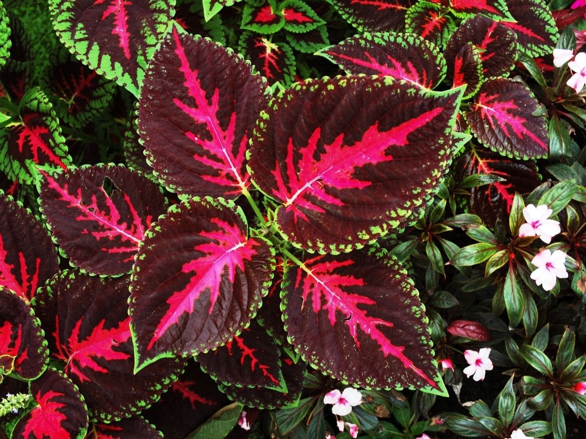 Coleus grown in water