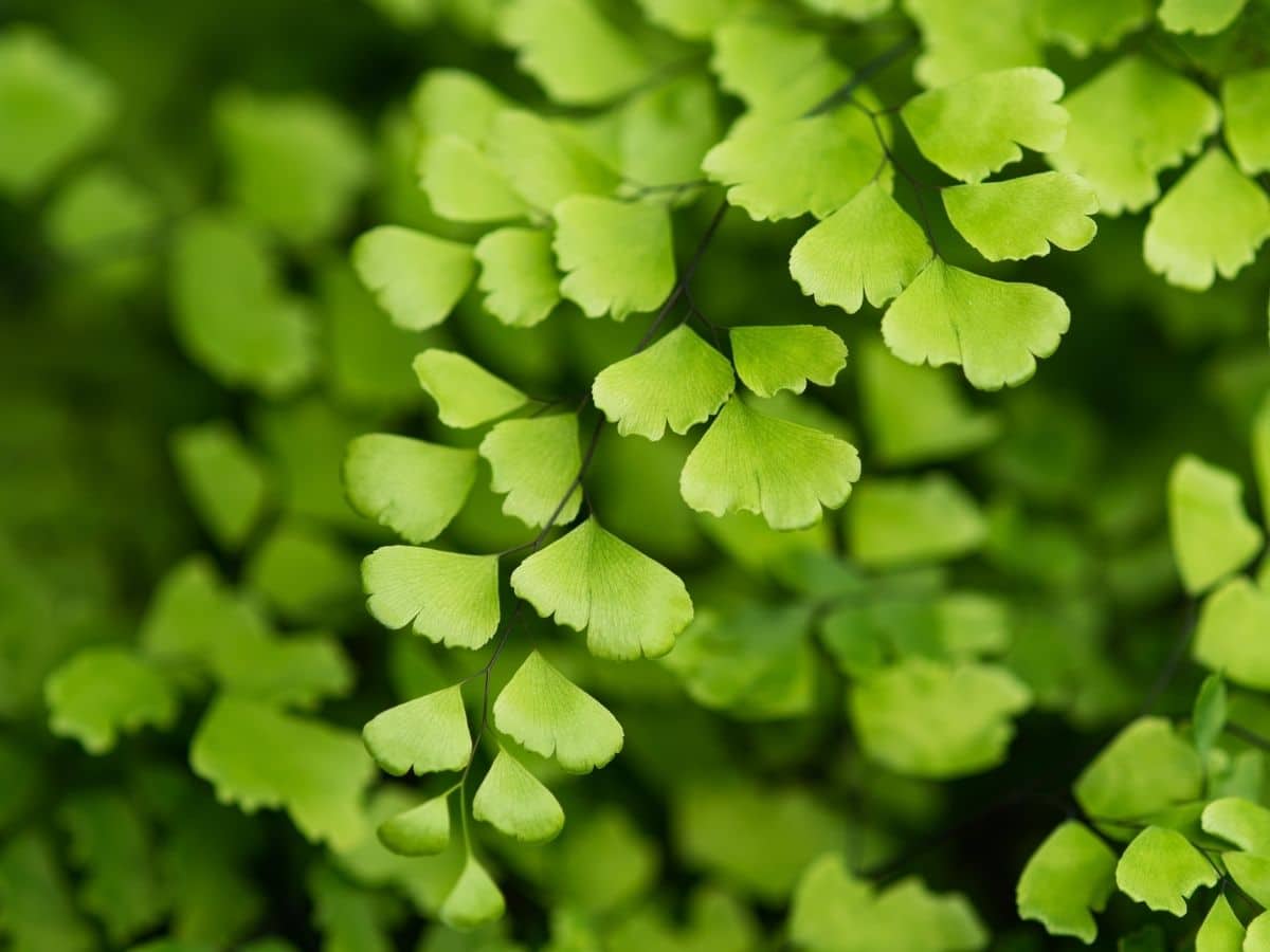 Growing Creeping jenny 