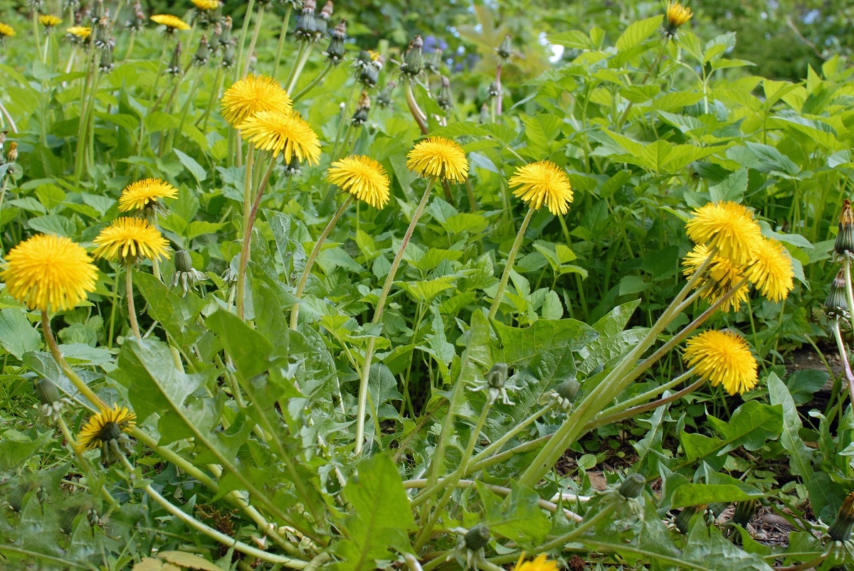 Vinegar in the garden on weeds