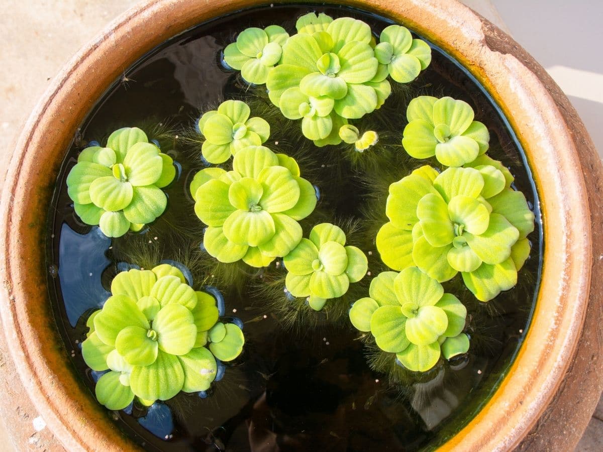 Duckweed in a pot