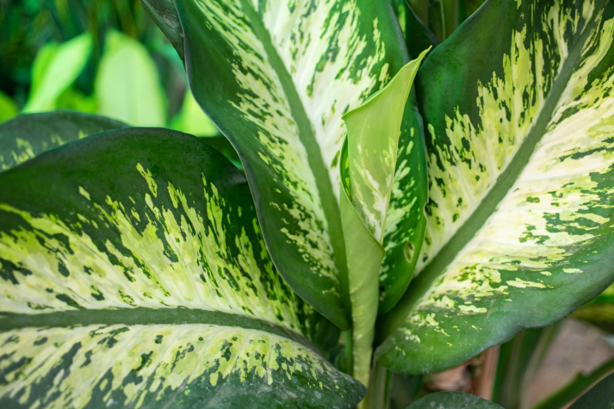 Grow Dumb Cane in water