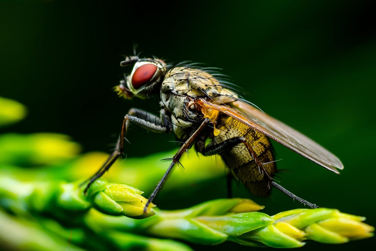 Up close with a fly