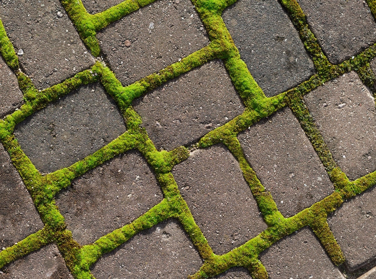 Mossy path