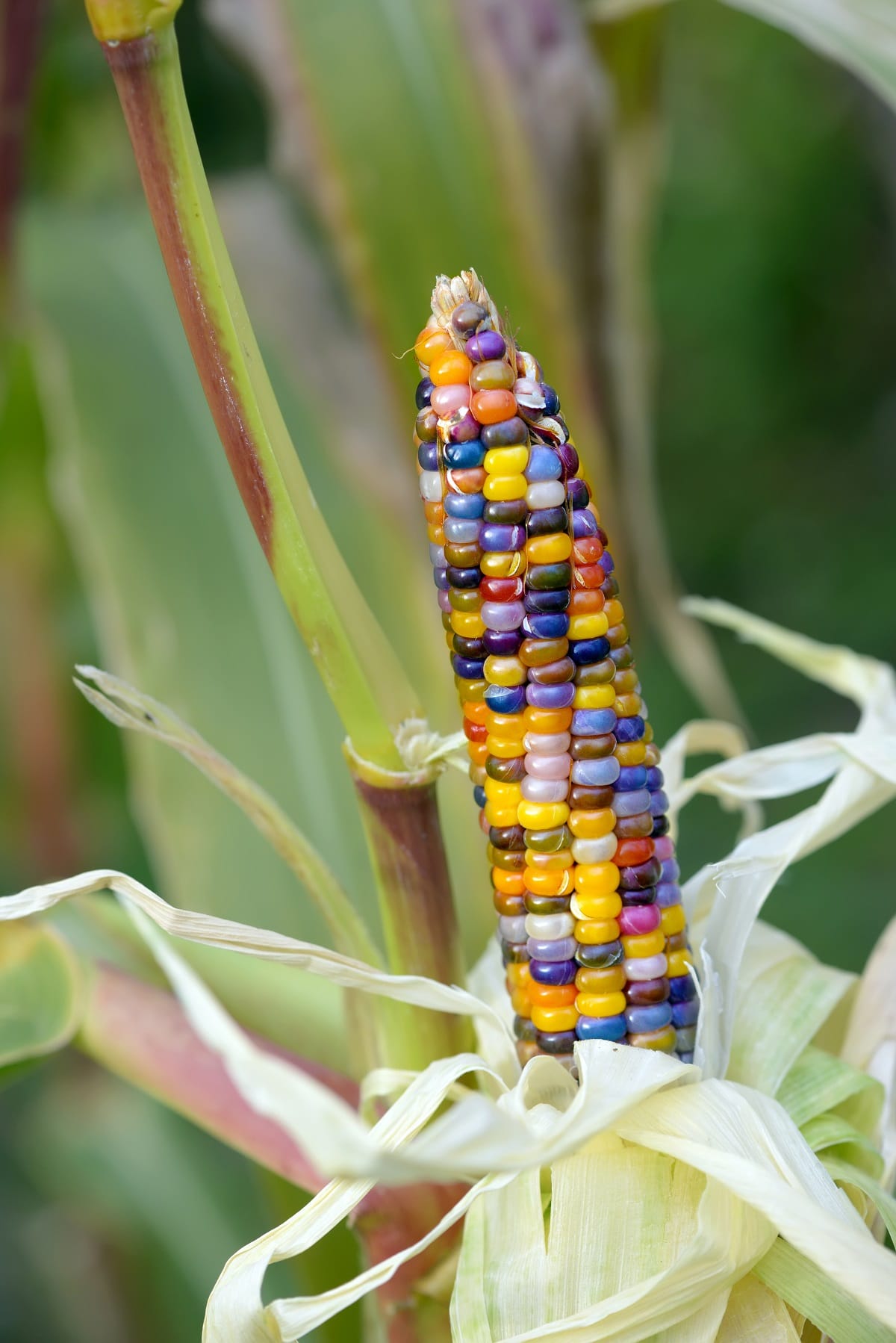 Gem Corn