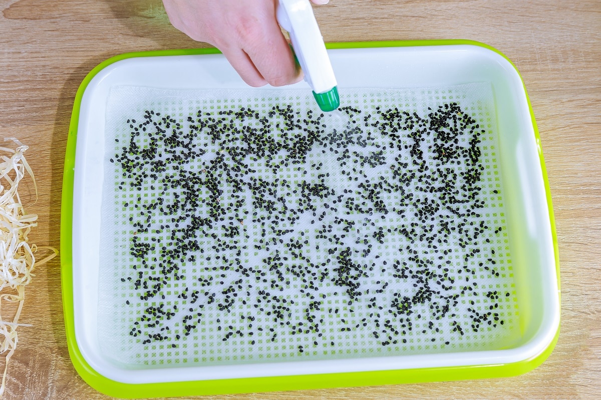 Help seeds germinate with vinegar in the garden