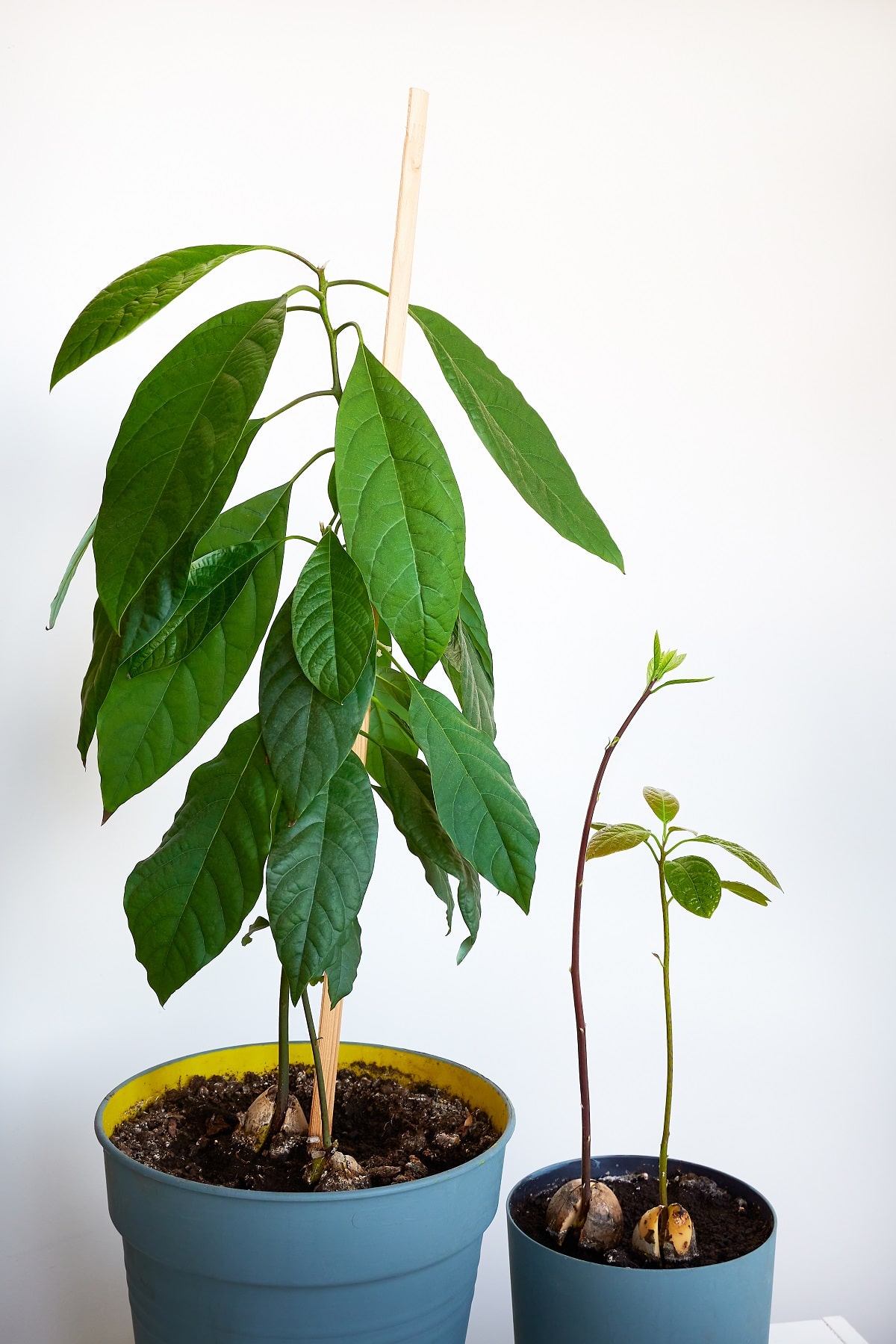 Growing avocado trees