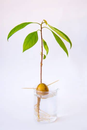 How to Grow an Avocado Tree from Seed - Gardening