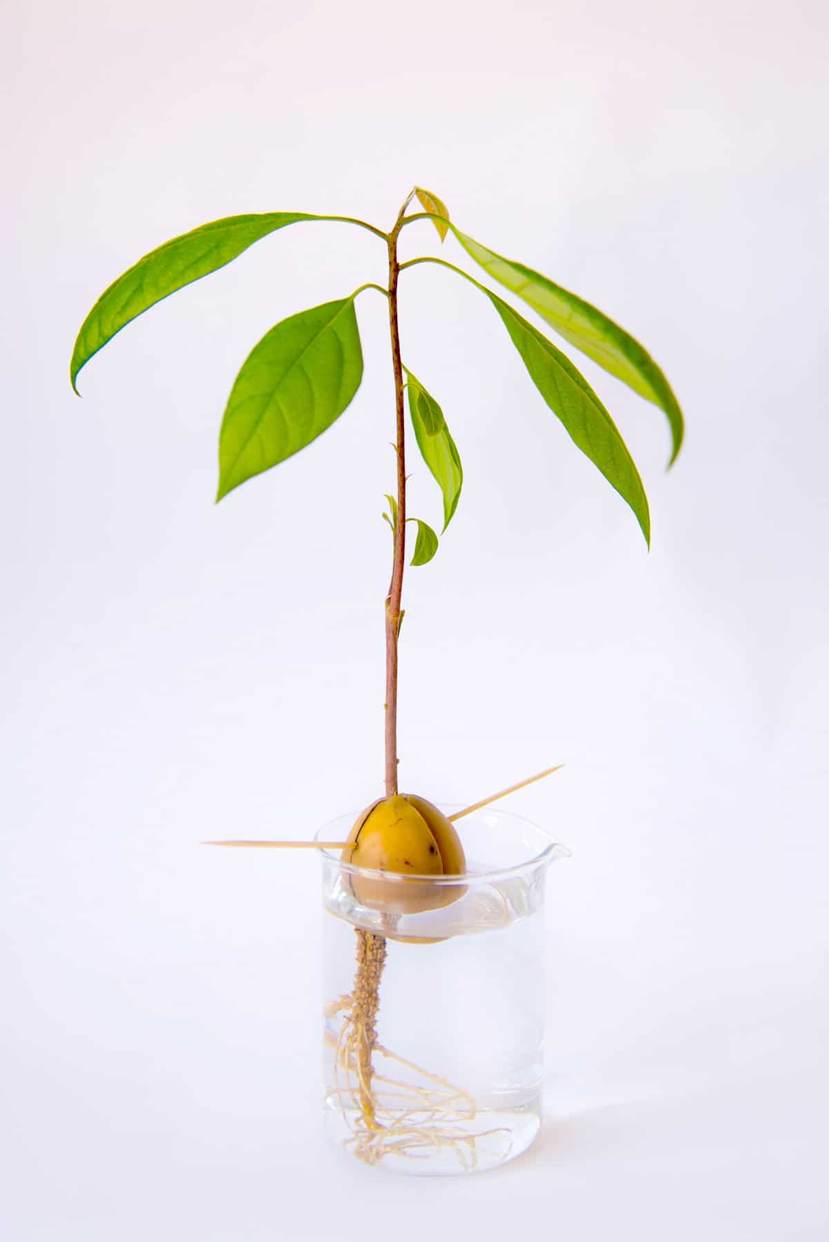 Avocado Growing in water with toothpicks