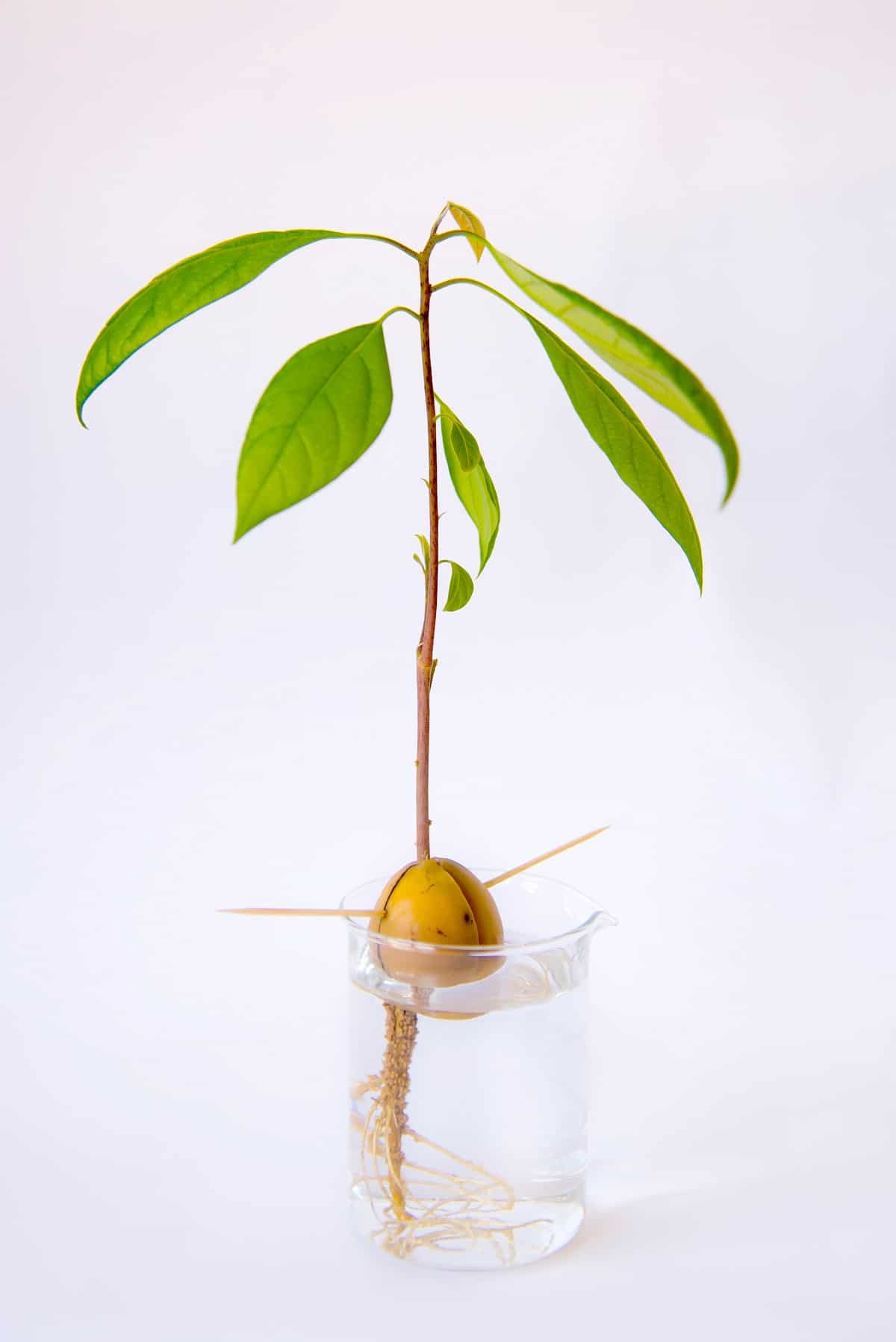 Avocado grown from seed