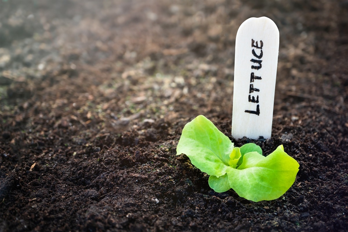 Lettuce is one of the best plants to grow in a VegTrug