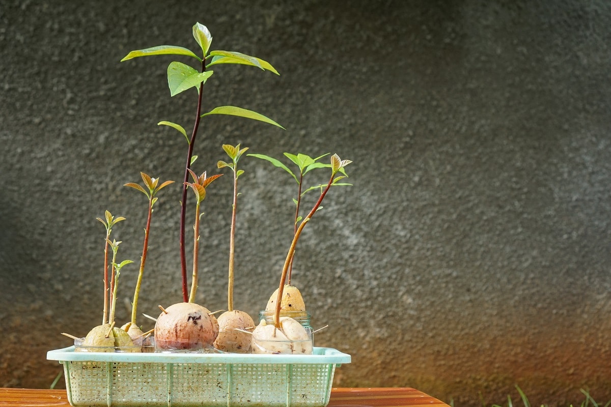 Avocado Starts ready to transplant