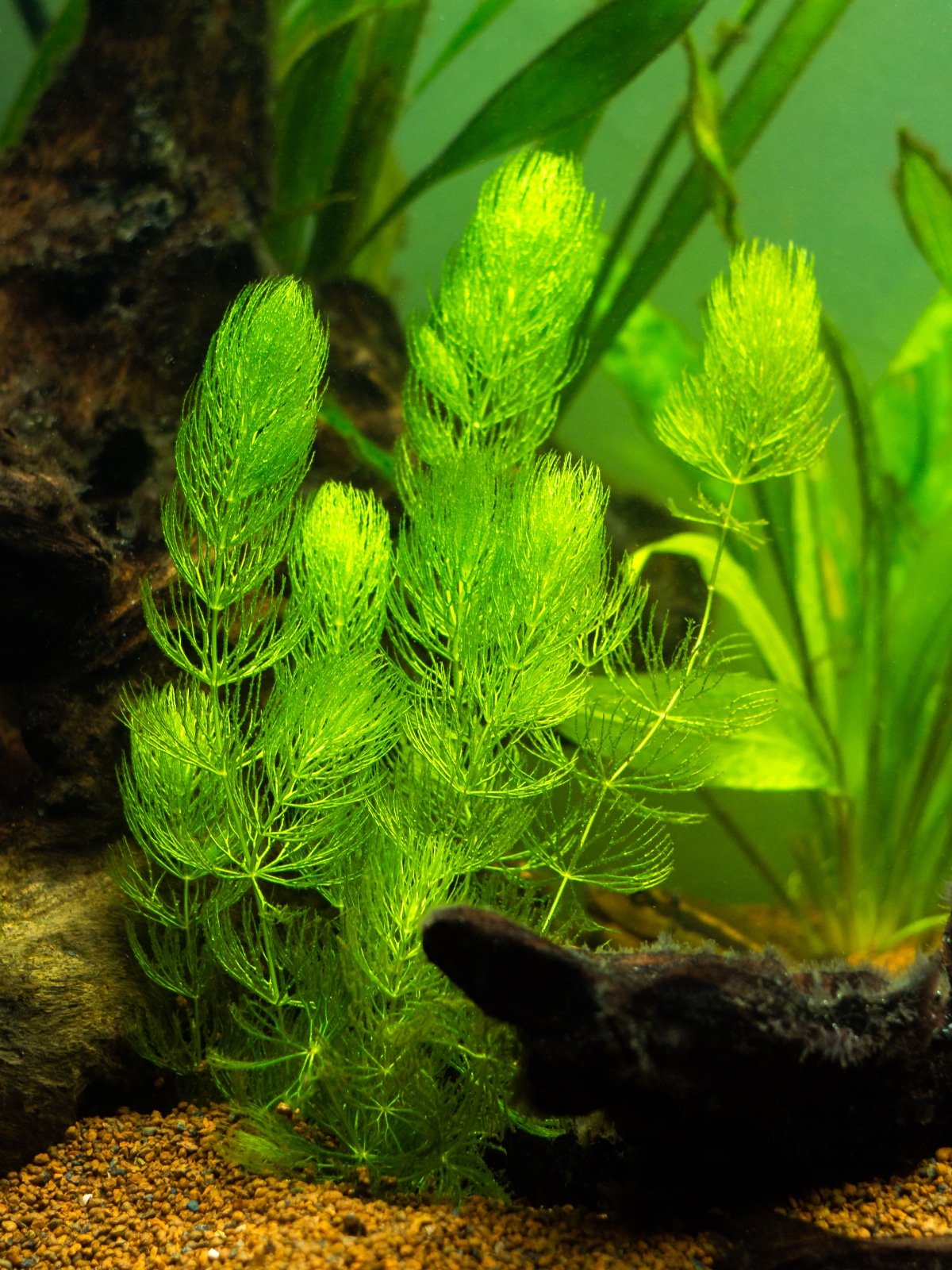 Hornwort in a pond