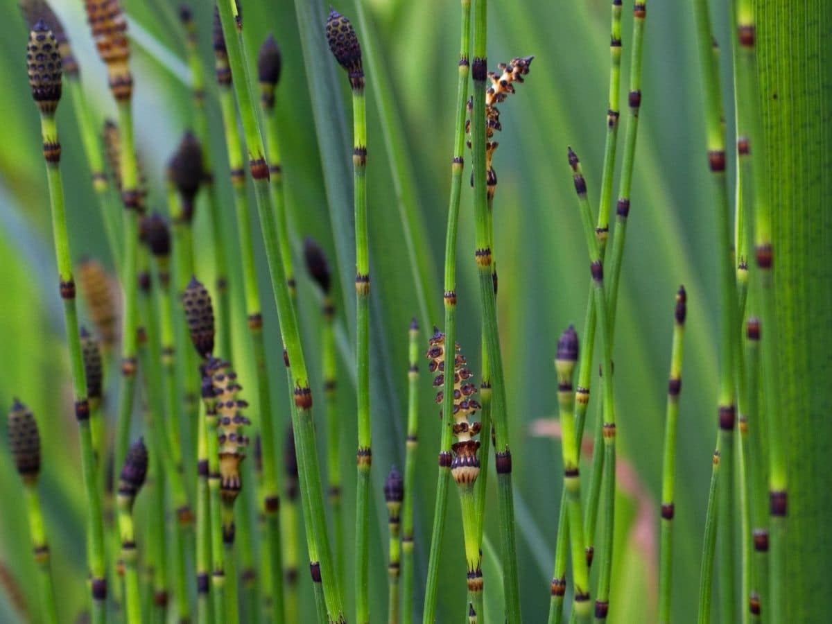 Horsetail rush plant