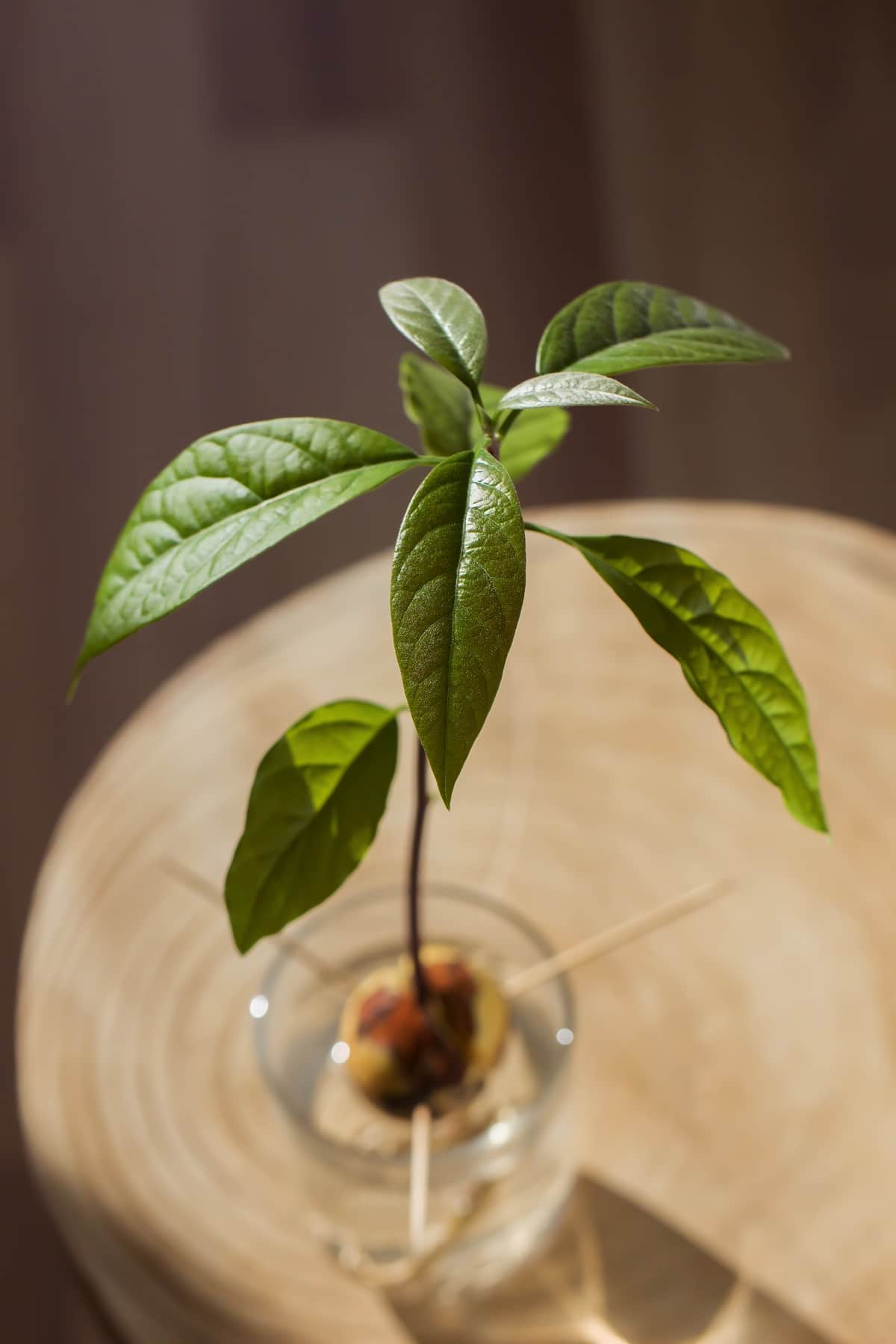 Avocado Tree Growing in Water