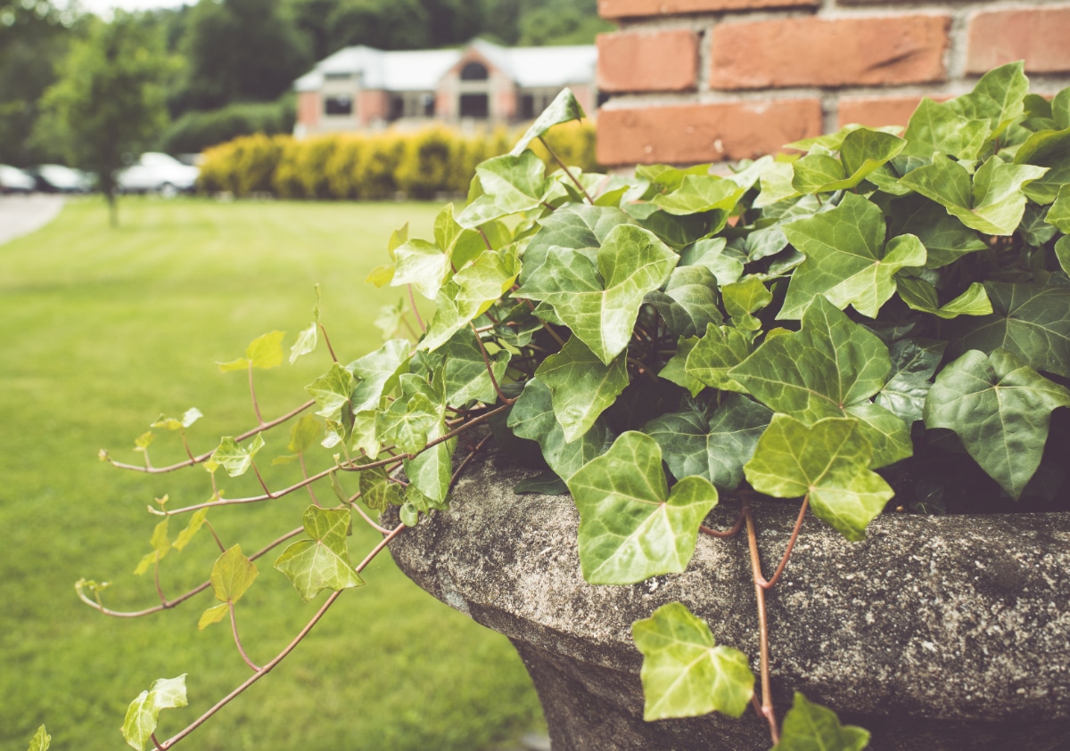 Ivy growing in water