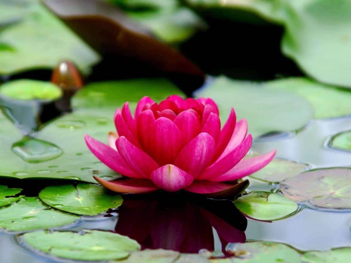 Lotus blooming in water