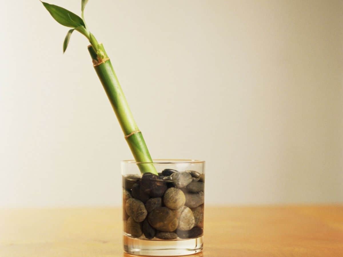 Lucky bamboo loves water