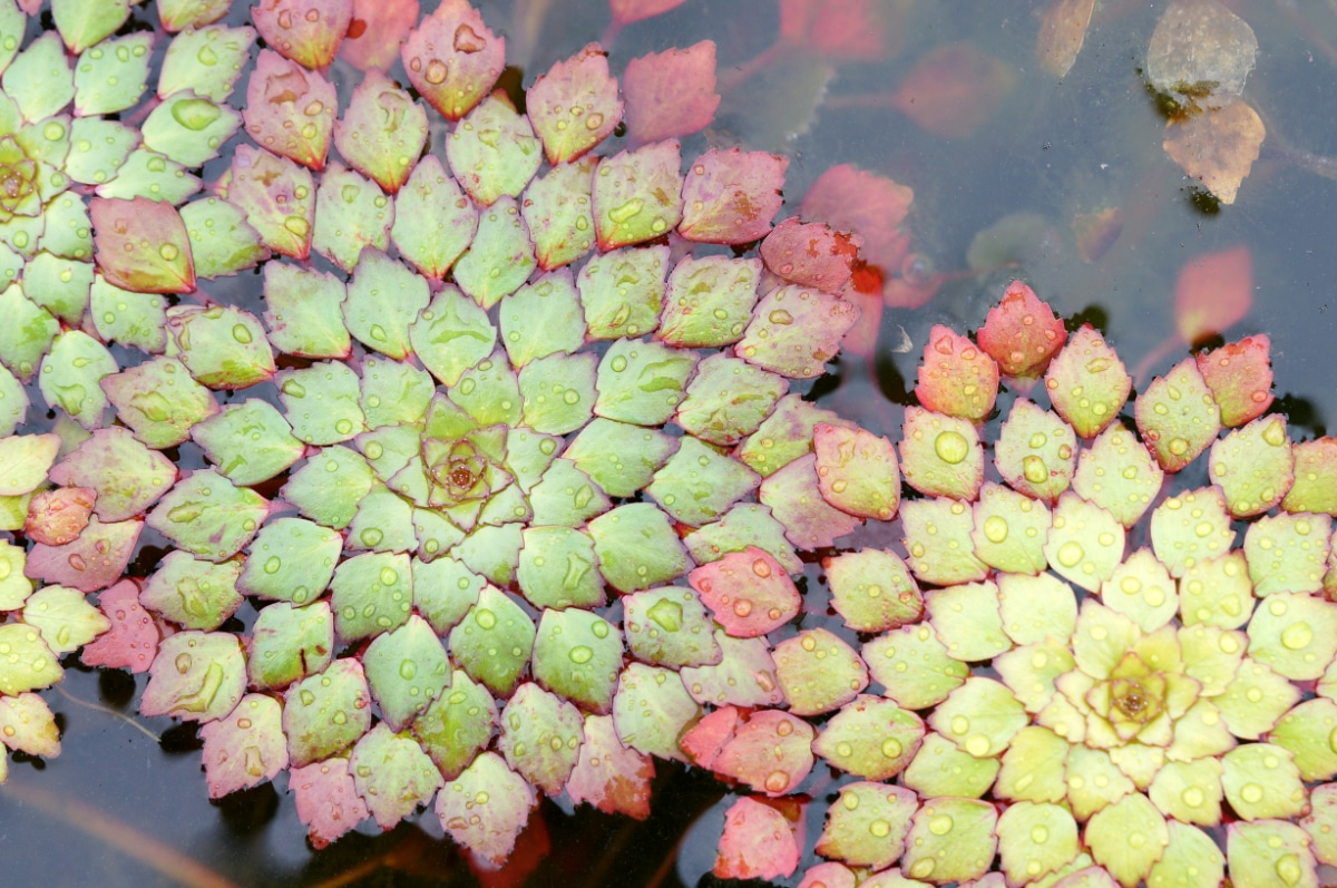 Mosaic plant in water