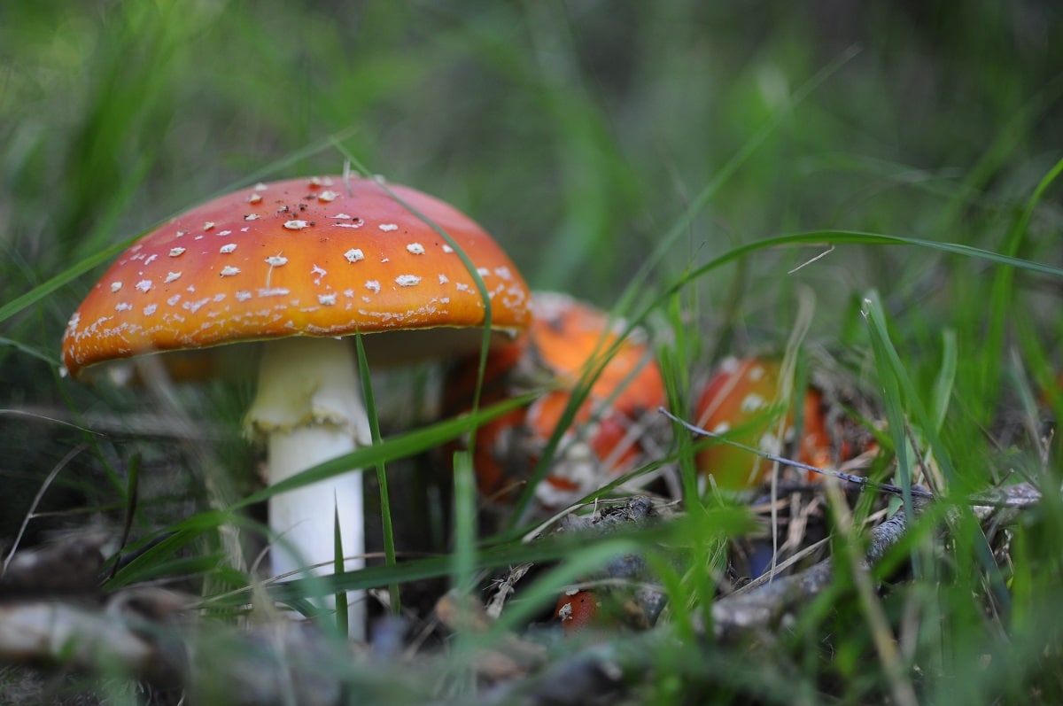 Use vinegar in the garden to get rid of fungus