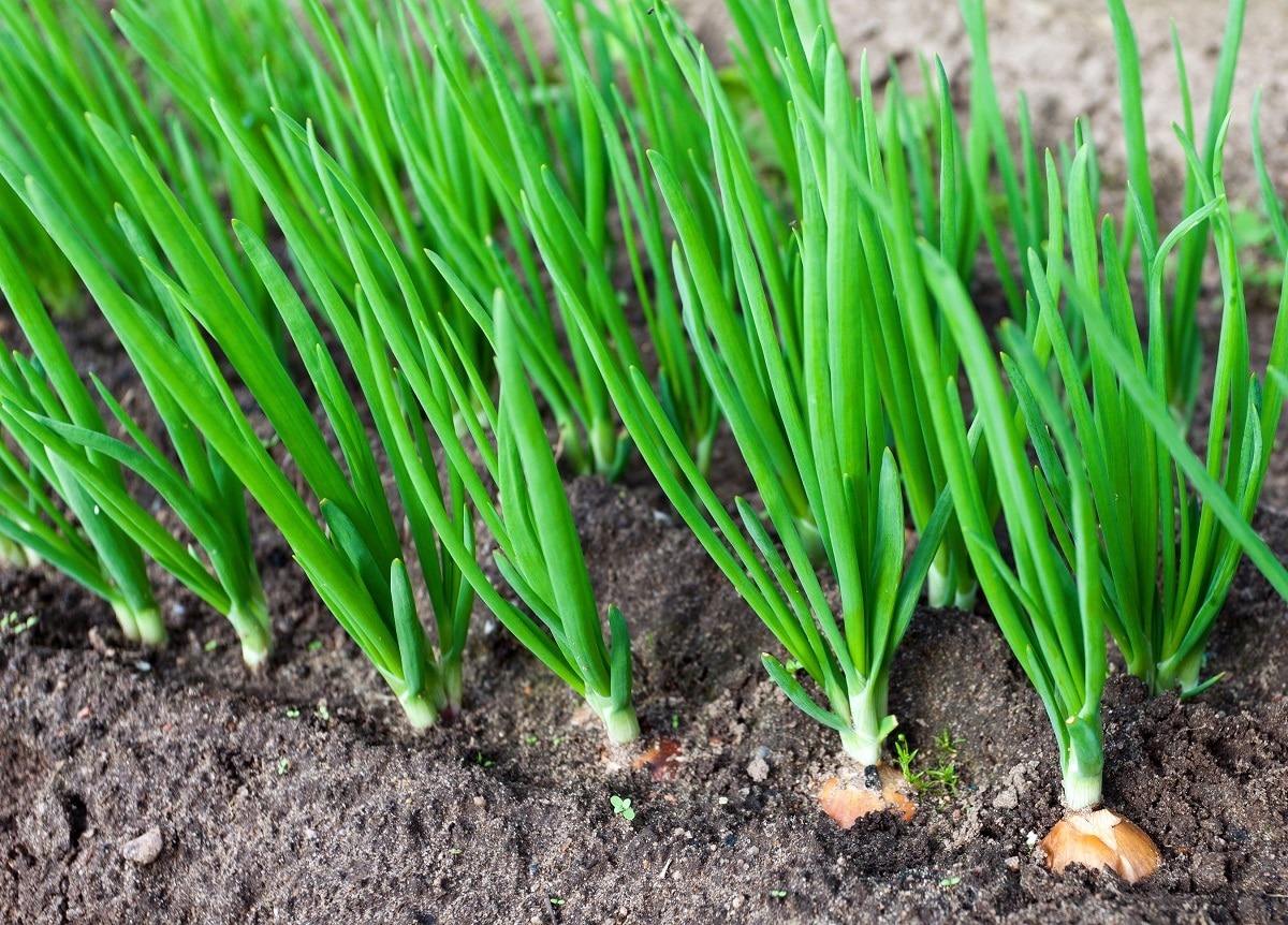 Rows of onions