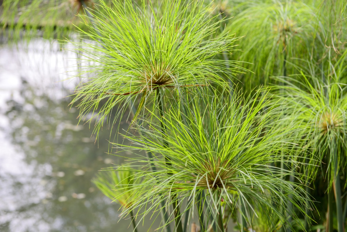 Growing Papyrus