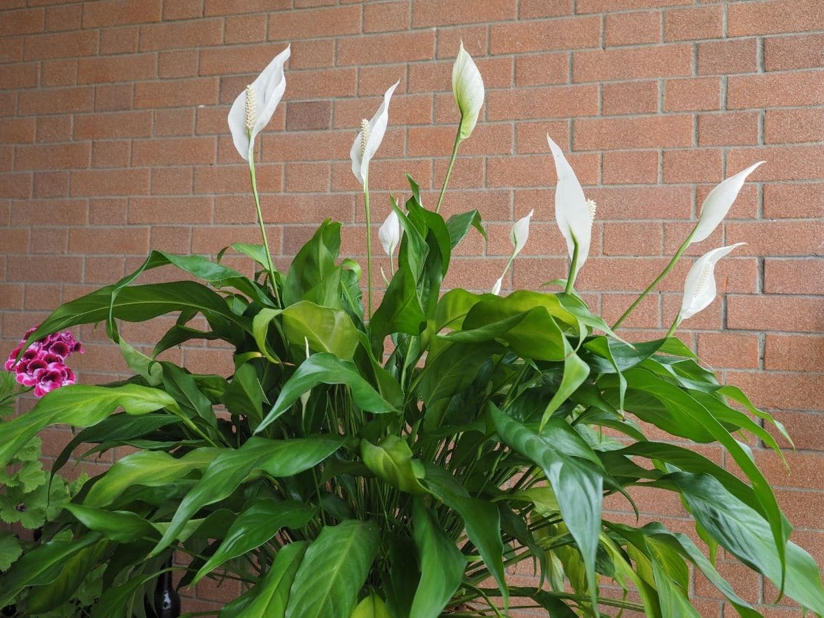 Peace Lily growing in water