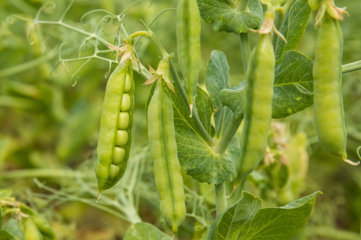 Peas on the plant