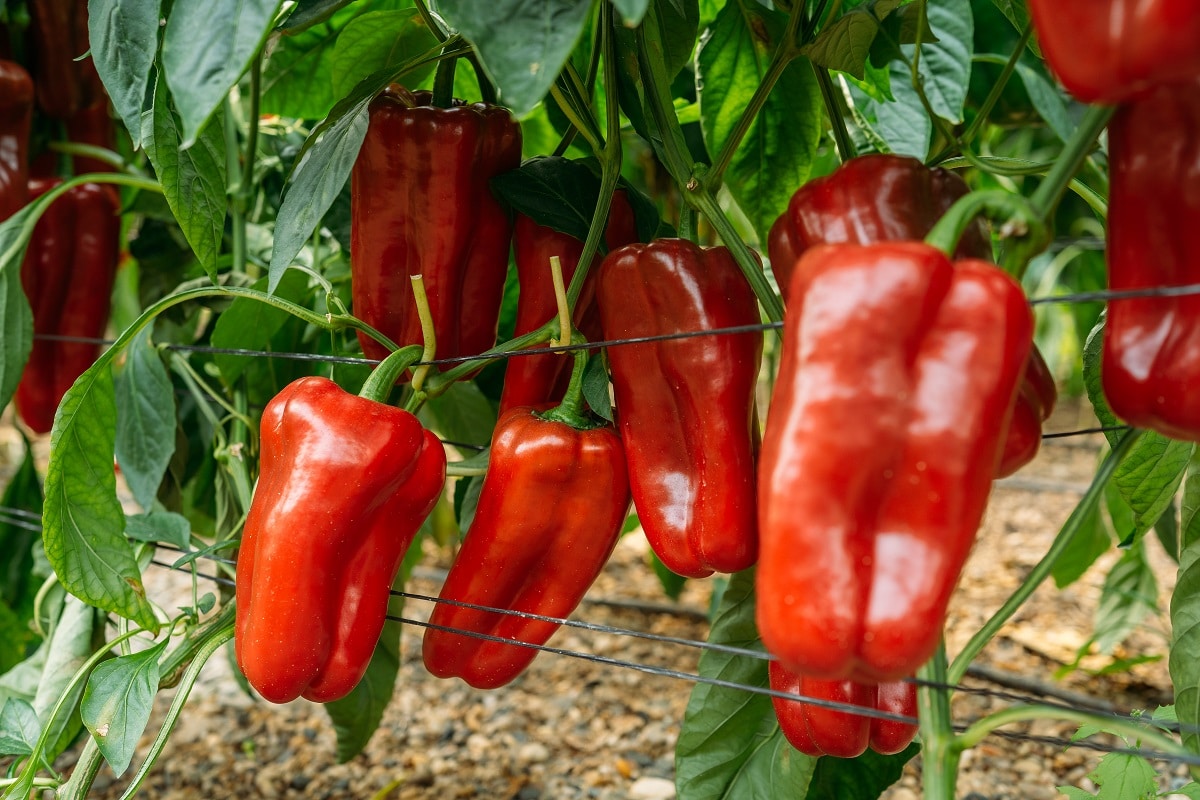 Peppers on the plant