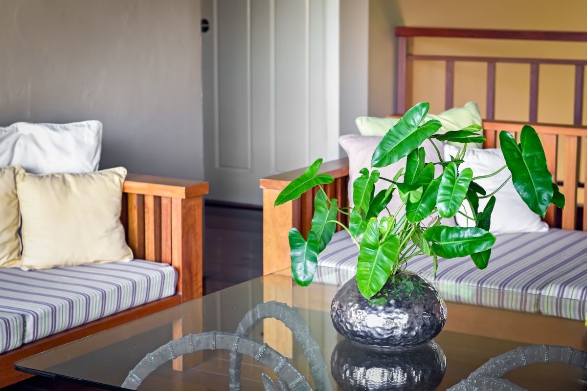 Philodendron on a table