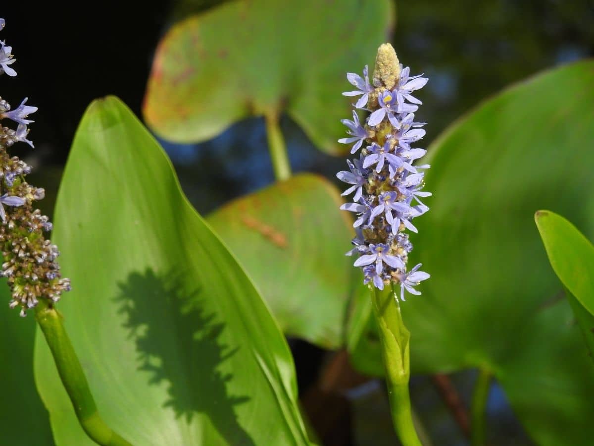 Grow Pickerel in Water