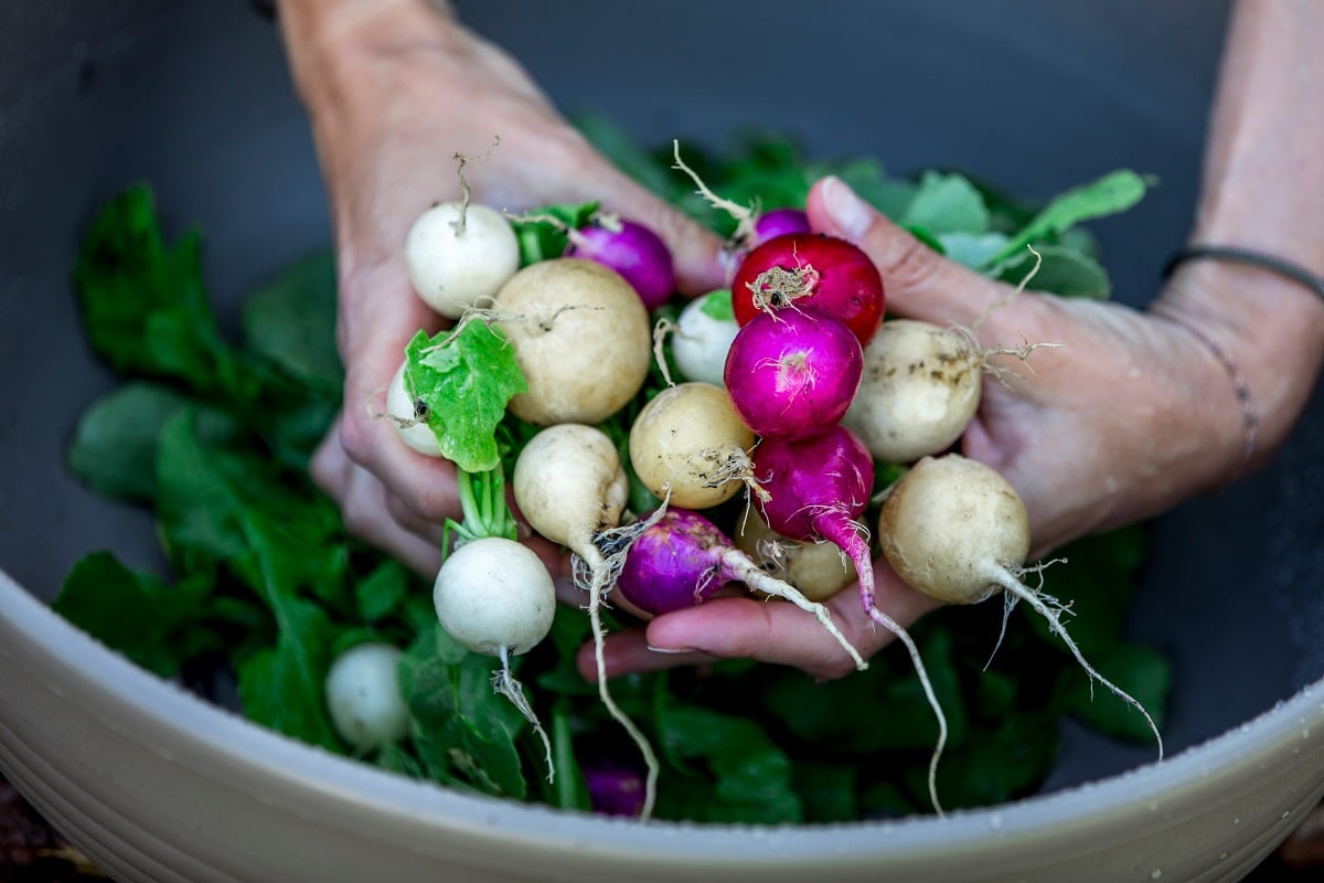 Radishes are some of the best plants to grow in a VegTrug