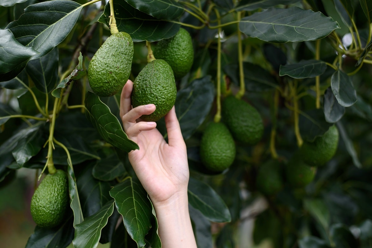 Picking an Avocado from a Tree