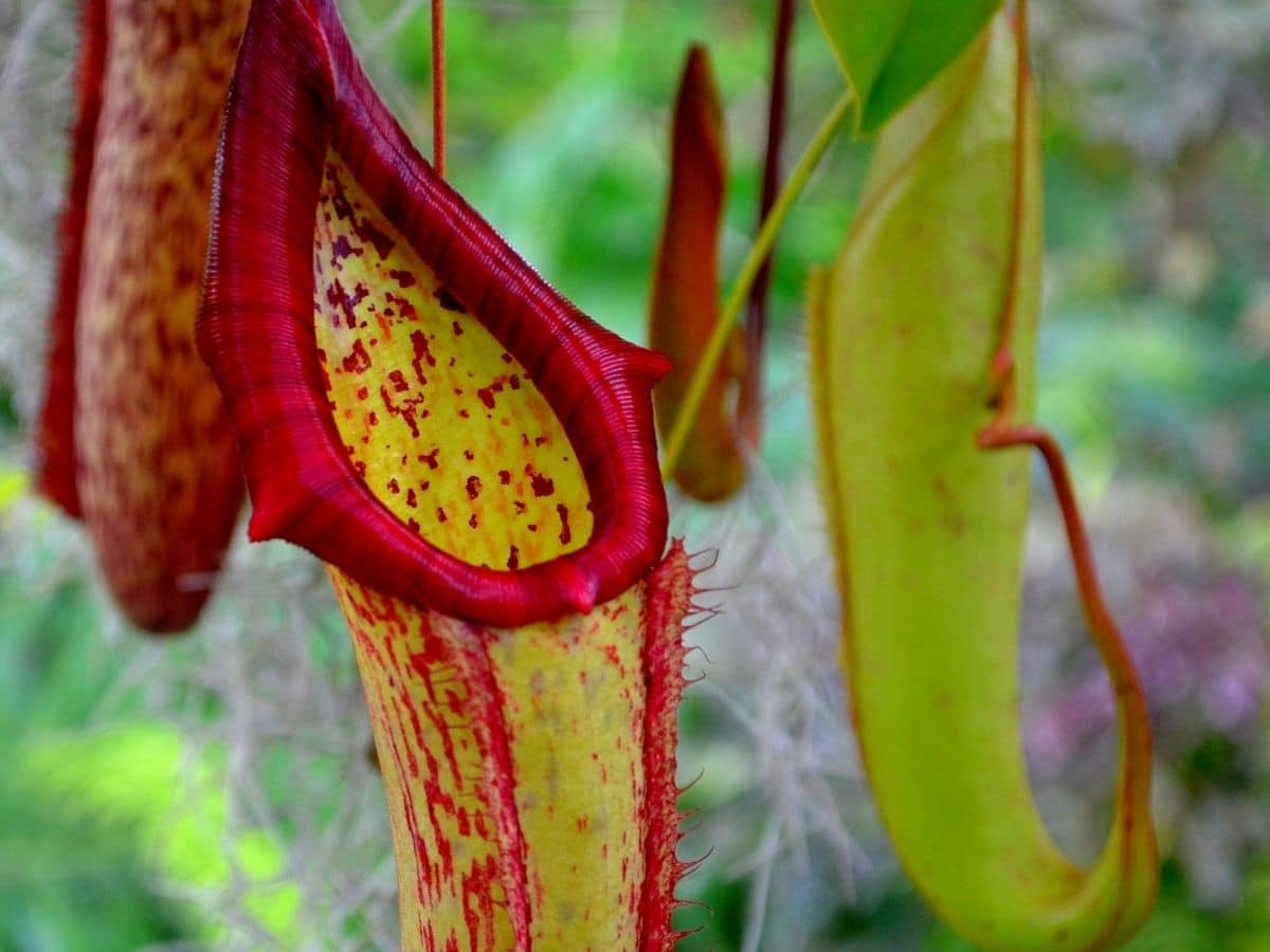 Pitcher plants