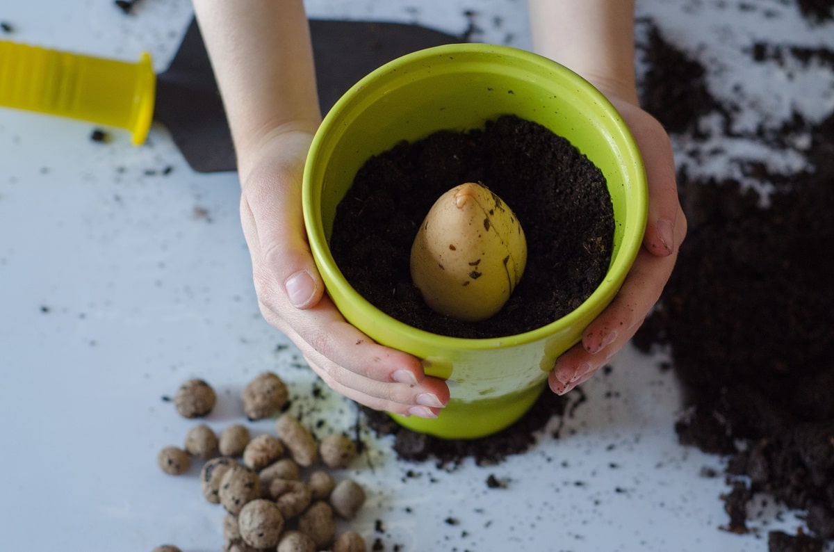 Planting an avocado seed in dirt