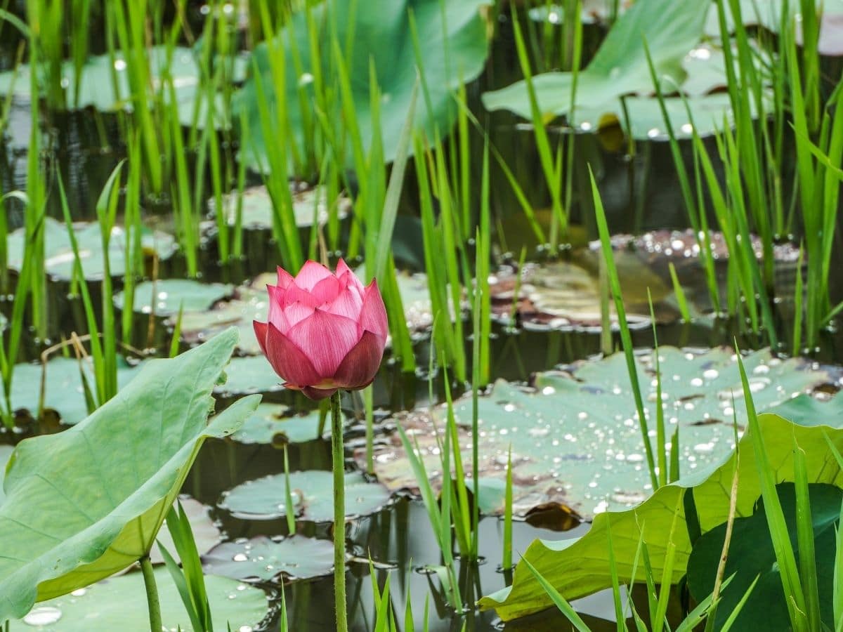 Flowering pond plant