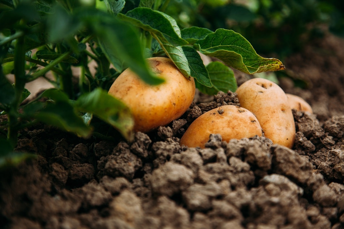 Potatoes ready to harvest