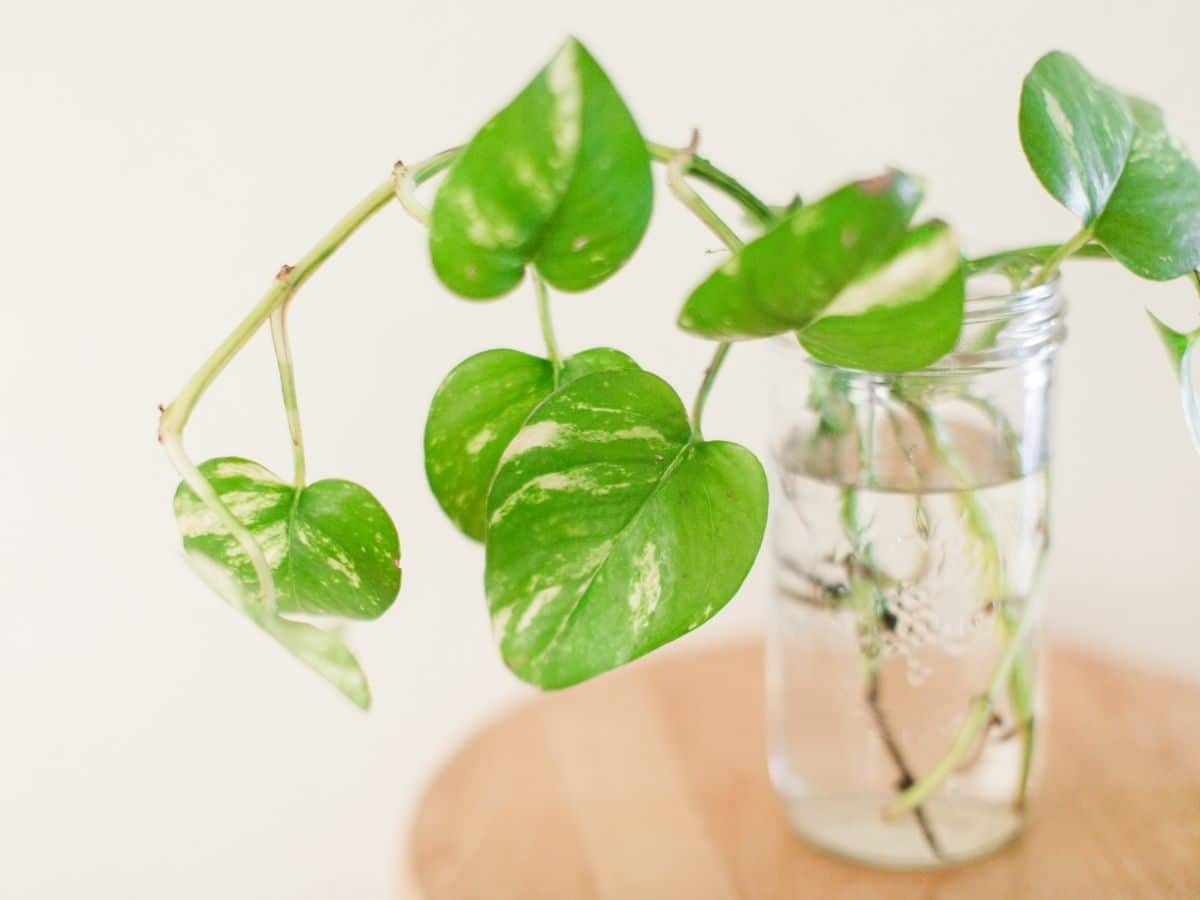 Pothos in a jar