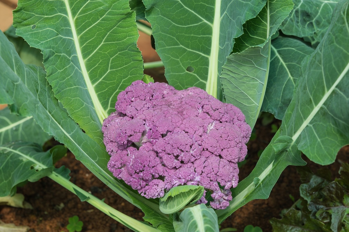 Purple Cauliflower