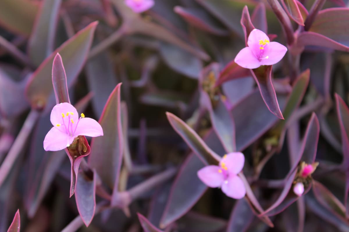 growing purple heart plant